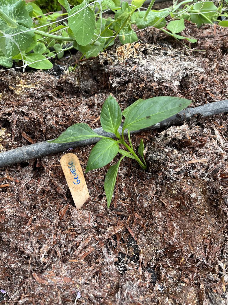 Plant start in the soil