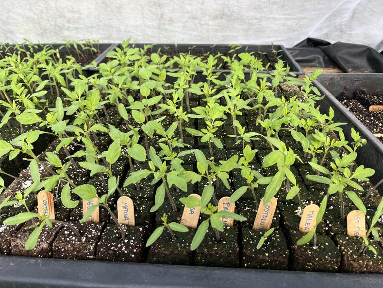 Plant starts in a tray